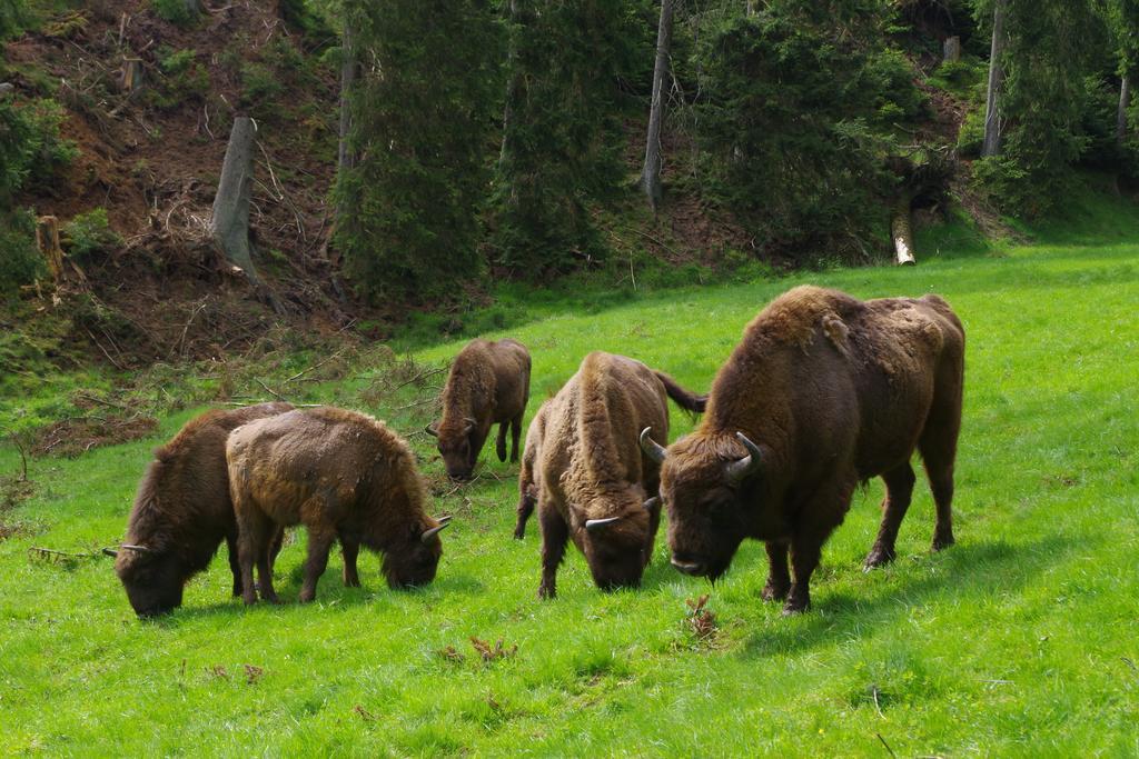 Jakobs Huette Bad Berleburg Exteriör bild